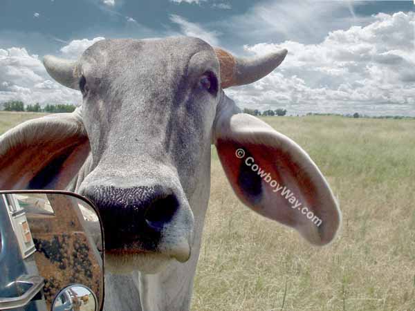 A Brahma cow looking into a truck