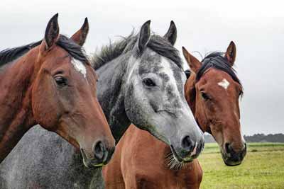 Horses, farms, or ranches may need their own domain name