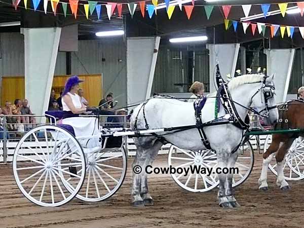 Draft horses - Percherons