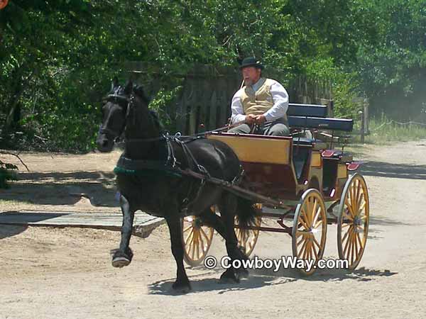 Friesian pulling a buggy