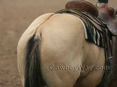 Dorsal stripe on a dun horse