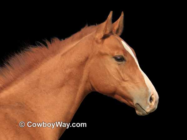 A stylized photo of a dun colt (young male horse)