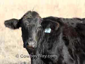 Ear tag in a heifer