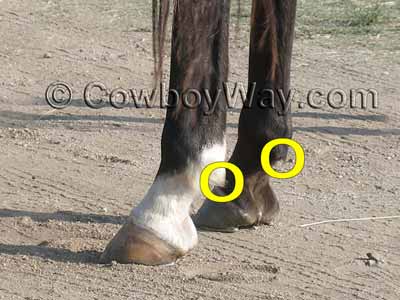Ergots on a horse are on the back of the fetlock