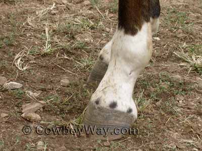 Ermine spots, also called ermine marks, on a horse