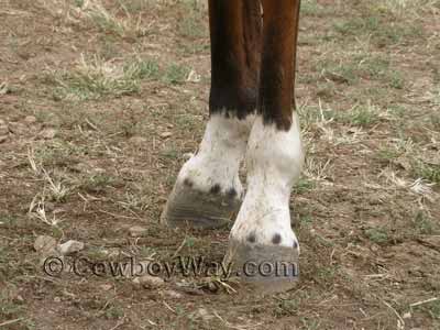 Another look at ermine spots on a horse