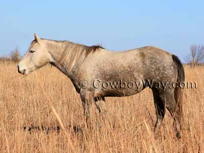 Estimate Western cinch size