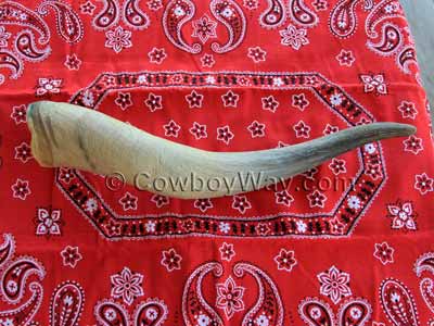 Cow horn off the skull