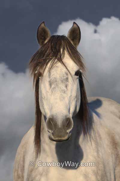 A gray horse with a moody sky