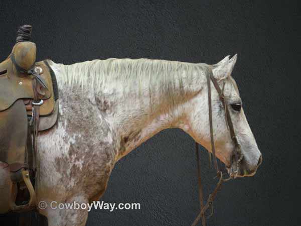 A gray ranch horse