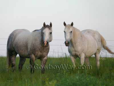 Dark gray and light gray horse