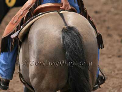 Dorsal stripe on a grullo horse