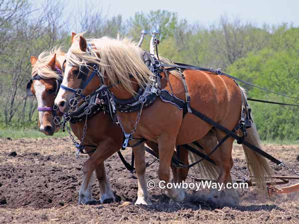 A team of Haflinger horses plowing a field