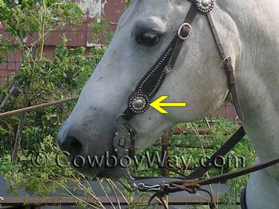 A horse headstall with Chicago screws