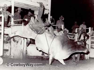 Black and white picture of Hooker the bucking bull