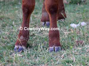Calf hooves
