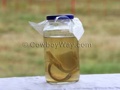 Horn in a jar of ammonia