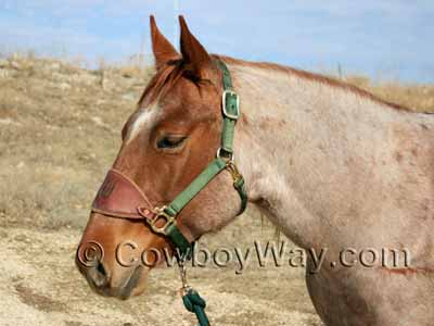 Horse colors: Red roan