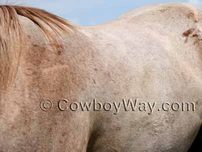 Red roan horse