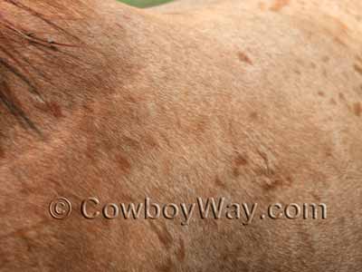 Red roan color on a horse