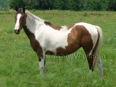 Horse colors: Skewbald