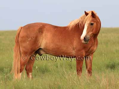 Horse colors: Sorrel with flaxen mane and tail