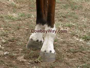 Horse facts: Ermine marks