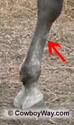 A horse's front leg showing the splint bone