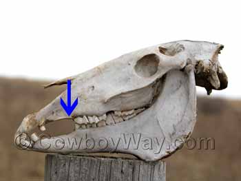 A horse skull showing the teeth