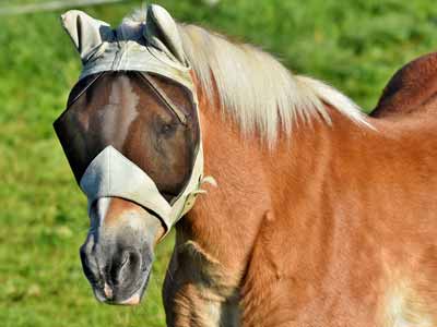 A horse wearing a fly mask
