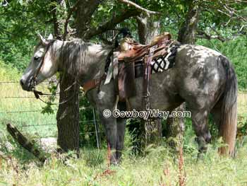 A horse named Lizzie