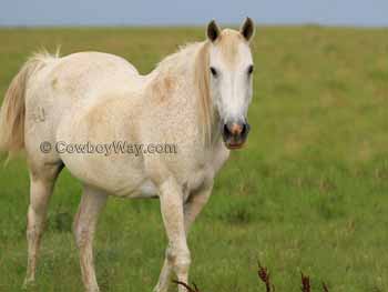 A gray mare named Peaceful after a horse in the movies