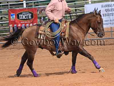 Horse Leads: A horse loping in a right lead