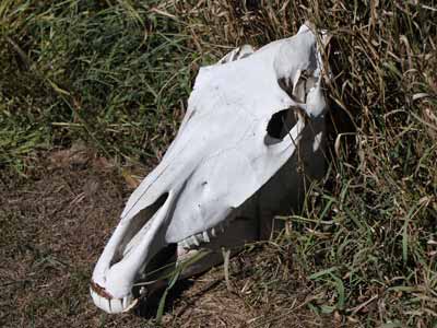A horse skull lying in the grass