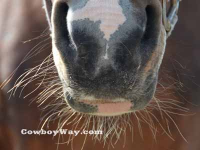 Nose and lip whiskers on a horse