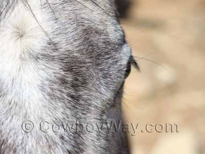 Horse eye whiskers