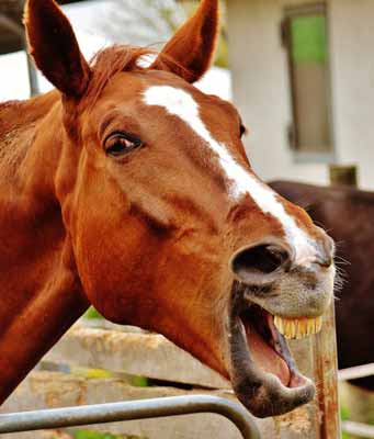 A chestnut horse helps show the difference between a yawn and the flehmen response
