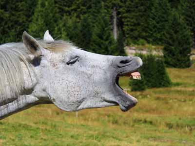 A gray horse yawns with wide open jaws