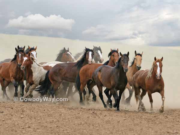 Rodeo broncs loose in an arena