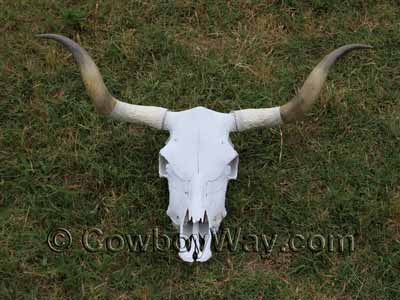 A cow skull painted white