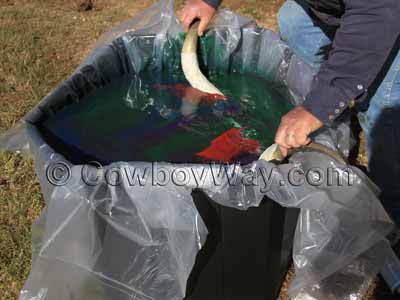 A cow skull submerged in a hydro dip container