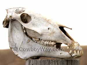 Hypsodont teeth, horse skull