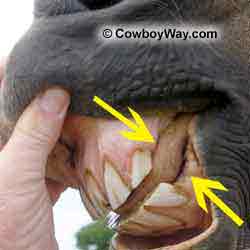 Interdental space in a horse