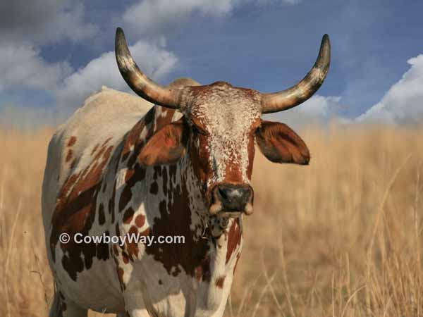 Picture of a Brahma cow