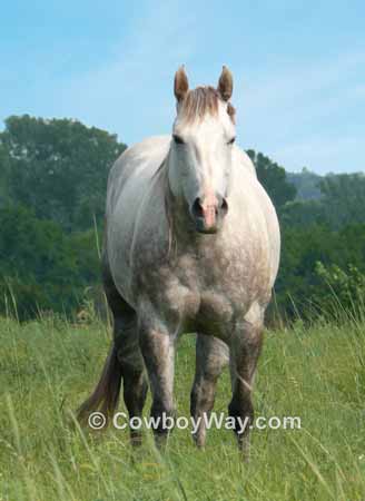 Picture of a gray horse
