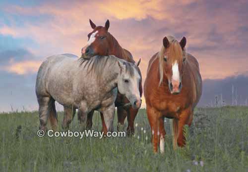 Picture of three horses together