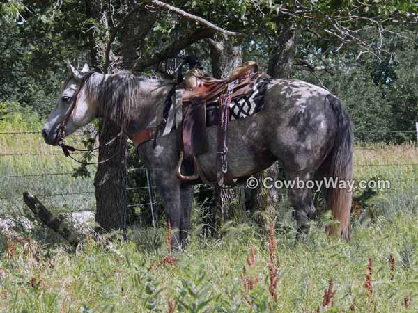 Horse picture: Gray ranch horse