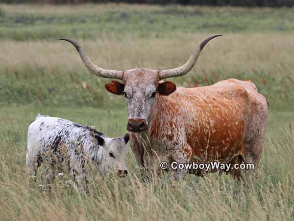A Texas Longhorn cow stands next to her calf