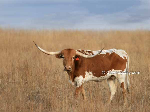 A Longhorn cow