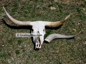 Horns on a cow skull